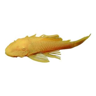 黄金大胡子鱼工具鱼清缸除藻热带小型淡水鱼红蓝眼发货好养耐活鱼