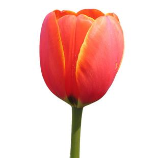 橙色系郁金香种球5度球荷兰进口花籽种子水培土培盆地栽花卉虹越