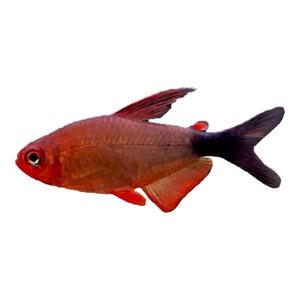 鱼世界水族恶魔凯蒂高端灯鱼宝狮灯南美草缸小型热带观赏鱼