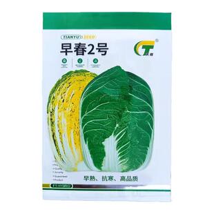 黄心大白菜种子早春2号百菜籽春秋早熟杂交抗寒蔬菜种子孑2000粒