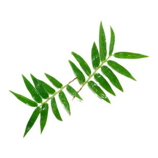 凤尾竹米竹叶小竹叶餐厅冷盘装饰草私房菜日料刺身摆盘花草