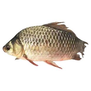 正宗千岛湖活鱼黄金鲫鱼生鲜活水产孕妇炖汤营养产妇儿童老人食用