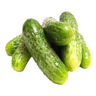 春秋强雌甜黄瓜种子一叶一瓜压塌架早熟青皮绿肉高产四季水果黄瓜