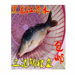 黑龙江土特产三道鳞大鲤鱼抚远江鱼冷水三道鳞鱼无磷鲤鱼裸鲤