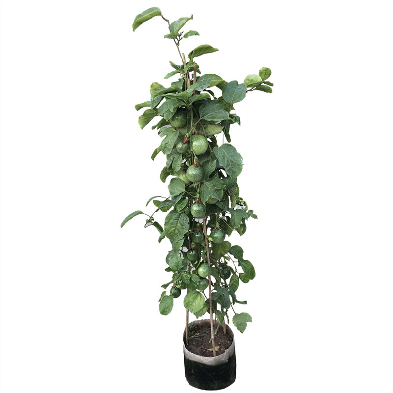 百香果苗黄金果爬藤植物果树苗