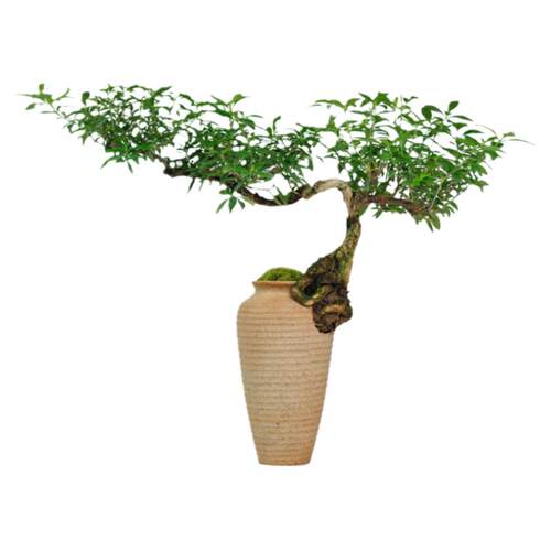 六月雪盆景老桩盆栽造景小摆件室内玄关植物中式茶室绿植花卉禅意