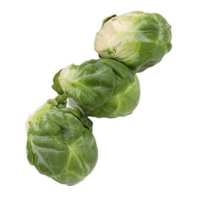 抱子甘蓝种孑四季秧苗蔬菜种子