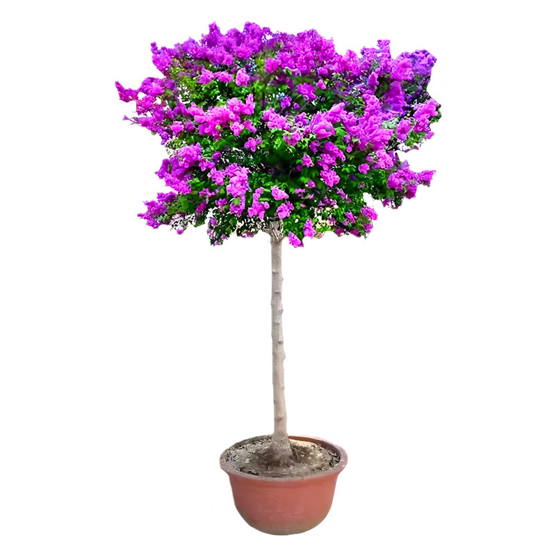 丁香花树苗耐寒大型风景树嫁接苗