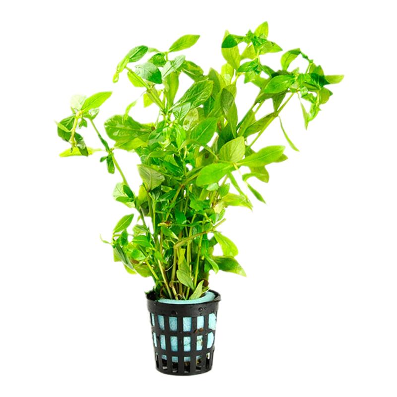 鱼草缸造景中后景有茎水草绿菊宫廷水族箱装饰懒人真水草植物新疆