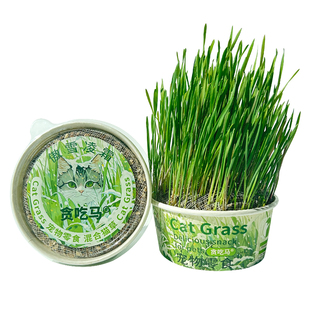 贪吃马冬季猫草无土猫草罐水培猫草猫零食营养化毛