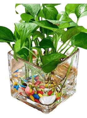 透明正方形绿萝插花玻璃花瓶简约