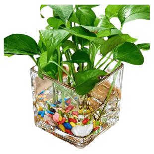 创意水培器皿花瓶摆件透明玻璃缸花盆插花绿萝植物正方形装饰桌面