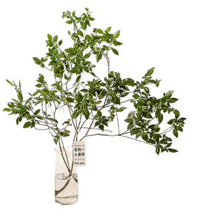 雀舌杜鹃马醉木吊钟平替切枝水养绿植办公室内客厅水培开会花植物