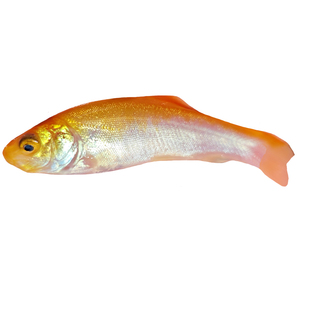 红丁桂鱼苗黄金丁桂稀有红色丁桂鱼苗黄化丁桂鱼淡水混养鱼医生