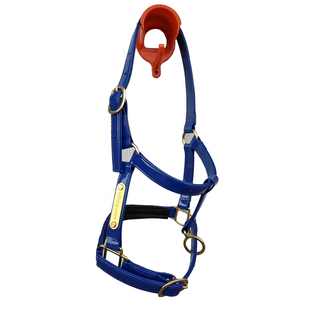 小驹子小马矮马锌合金马笼头龙头超纤维包织带材质马场马术马具