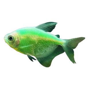 天使鱼观赏鱼大号群游懒人小型淡水好养耐活红天使老虎热带鱼鱼苗