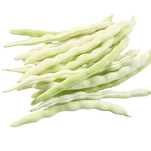 摘不败白不老九粒白芸豆种子苗四季豆种籽豆角架豆蔬菜孑豆角苗