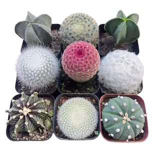 实生仙人球合集星兜组合套餐绯花玉鸾凤玉多肉植物仙人掌盆栽开花