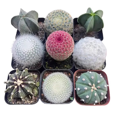 实生仙人球合集星兜组合套餐