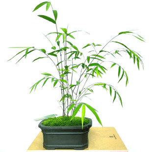 正宗内门竹禅雅盆栽名贵竹苗室内外庭院绿植四季常青好养易活竹子