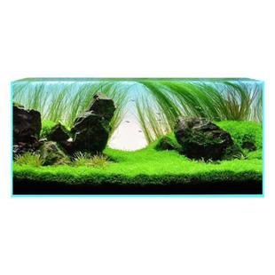 ADA线叶谷精细叶古精水兰绿色宫廷自养水下叶鱼缸淡水草缸造景