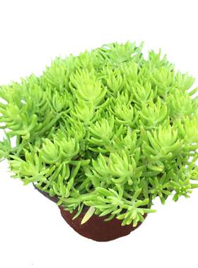 黄金佛甲草美观盆栽假山花镜植物