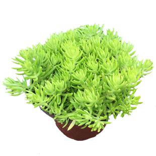 黄金佛甲草皮盆栽耐热耐寒四季常绿地被花镜植物庭院假山造景小叶