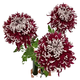 菊花盆栽带花苞开花可食用特大乒乓菊荷兰菊花苗大花大苗植物