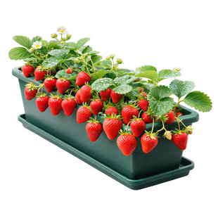 草莓苗秧盆栽带果四季结果黑珍珠玄玉奶油草莓新苗特大号批发果树