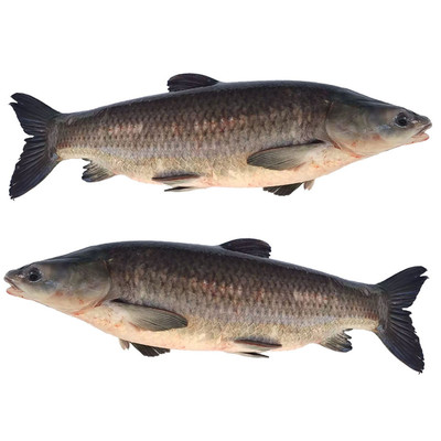 鲜活螺丝青鱼活鱼特大乌青鱼大青鱼100斤新鲜冷冻石可做咸鱼罐头