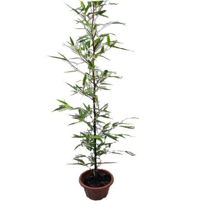 竹楼顶阳台水池提神美观安心静气