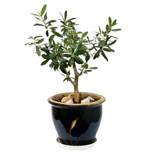 华欧油橄榄盆栽老树干灰色小绿植物室内桌面花卉客厅阳台四季好养