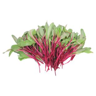 甜菜苗新鲜可食用摆盘装饰牛皮菜新鲜苗菜红甜菜苗25g顺丰快递