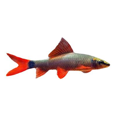 清洁鱼除藻鱼鼠鱼工具鱼