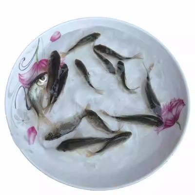 鲤鱼苗淡水鱼塘养殖稻花鱼建鲤