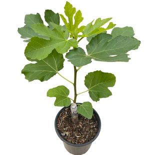 无花果树果苗特大盆栽波姬红格莱斯阳台南北种植当年结果果树耐寒