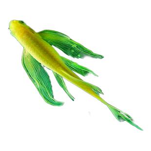 蝶翼斑马鱼热带小型观赏鱼淡水冷水鱼孔雀鱼灯科鱼耐寒好养活体鱼