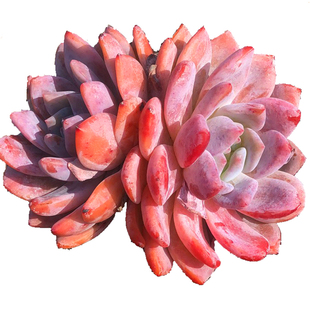 糖心石榴籽星影暗纹橙梦露一物一拍雪天使多肉植物花群生缀化老桩