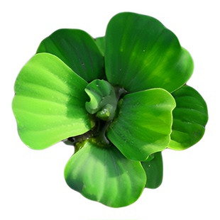 水葫芦水草水培植物鱼缸专用造景净水鱼龟芝麻浮萍芙蓉草迷你增氧