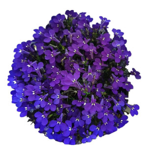 半边莲六倍利盆栽带花苞庭院花园阳台蓝色系四季草花清新唯美植物