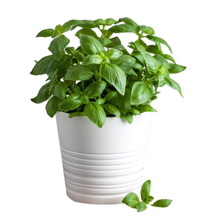 种花王大爷 薄荷盆栽植物薄荷糖果苹果薄荷盆栽可食用阳台庭院