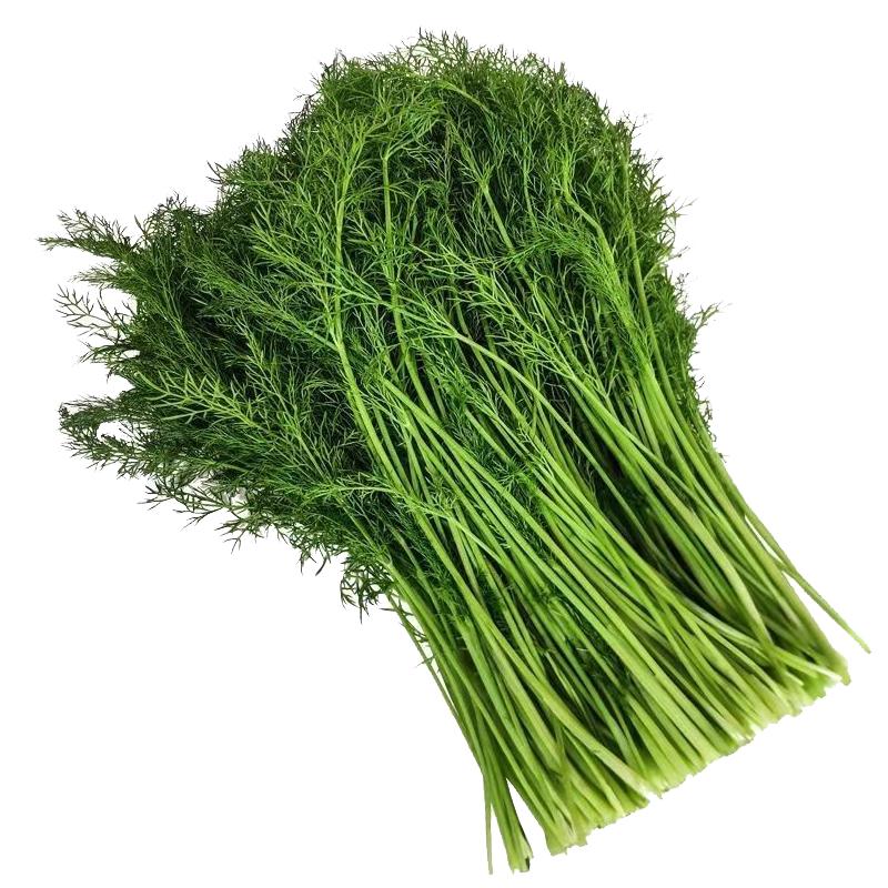 云南农家自种小茴香菜