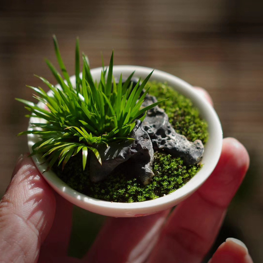菖蒲贵船苔盆景室内绿植桌面佛系蒲草玩家山野草包邮茶几老桩观叶