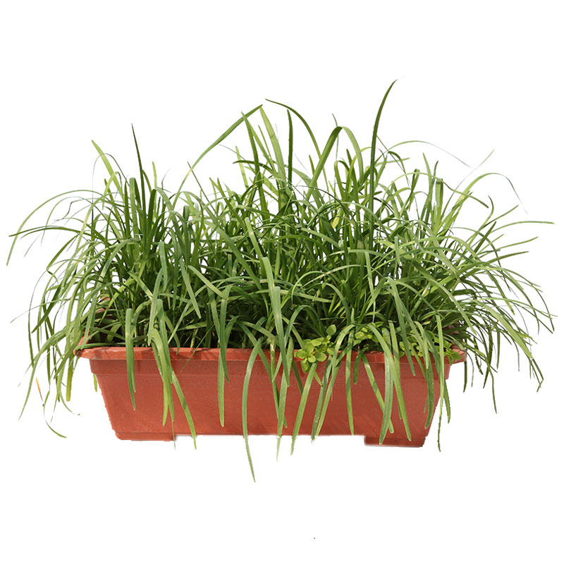 本地宽叶红根韭菜根九菜四季苗紫根盆栽根苗小叶种植盆根苗秧苗