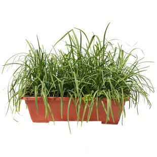 本地宽叶红根韭菜根九菜四季苗紫根盆栽根苗小叶种植盆根苗秧苗