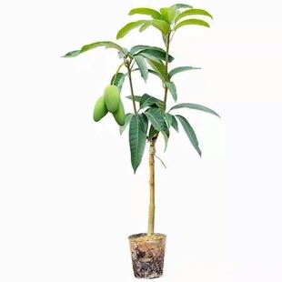 贵妃芒果苗农桂七红贵妃凯特芒嫁接芒果树苗南北方盆栽嫁接苗
