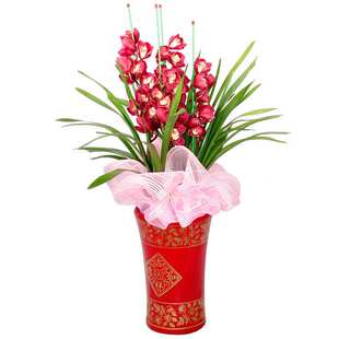 大花蕙兰带花年宵花卉室内鲜花盆栽高档盆栽送礼佳品兰花美观客厅