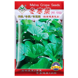 四季本地客家冬寒菜种籽大全青菜四川冬苋菜种孑春秋冬季冬葵菜种