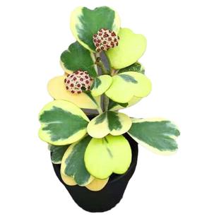 心叶球兰锦爬藤盆栽垂吊植物心形叶子多肉四季好养网红绿植好养活