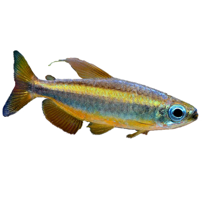 黄金二线刚果林戈二线进口珍稀